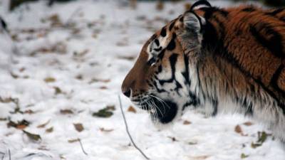 В Приморском крае разыскивают тигра-убийцу
