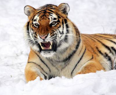 Тигр убил более десятка собак в Приморье