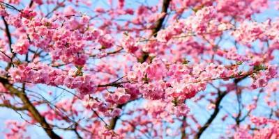 В Японии зафиксировали самое раннее цветение сакуры за последние 12 веков