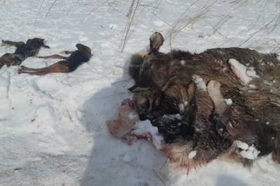 За убийство лосихи под суд пойдут два браконьера под Новосибирском