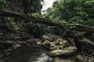 Астероид, который уничтожил динозавров, дал жизнь лесам Амазонки — ученые