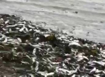 На Сахалине берег оказался усыпан сельдью, её собирают голыми руками — видео