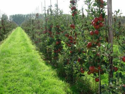В садах Тернопольщины растет доля семечковых культур