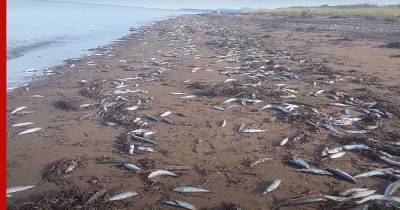 Берега Сахалина усыпало сельдью: видео
