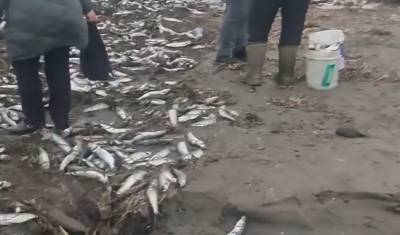 «Собирают ведрами»: берега Сахалина усыпало тихоокеанской сельдью