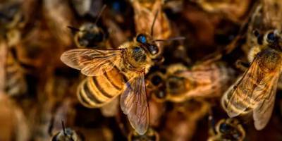 15 тысяч пчел залетели в оставленный на парковке автомобиль