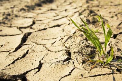 Ученые обнаружили, что растения помнят засуху