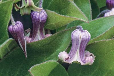 В ботаническом саду «Сириуса» планируют вывести новый сорт американского растения
