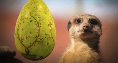 Охота на пасхальные яйца: обитателям зоопарка в Лондоне устроили сюрприз – видео