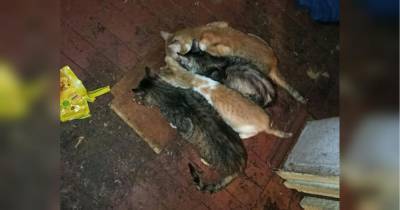 Сначала съели котенка: в России 20 кошек после смерти хозяйки были вынуждены заняться каннибализмом