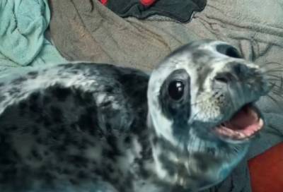 Серый тюлененок, спасенный в Усть-Луге, скучает по маме