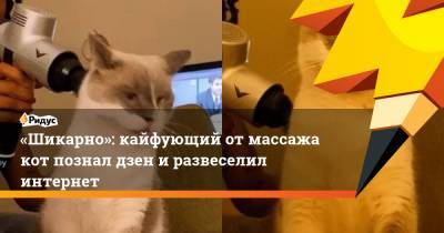 «Шикарно»: кайфующий от массажа кот познал дзен и развеселил интернет