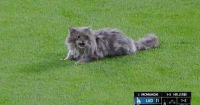 Испуганный кот испортил бейсбольный матч, но зрители остались довольны