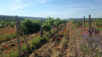 Крымские хозяйства ожидают повторения рекорда по объему сбора винограда