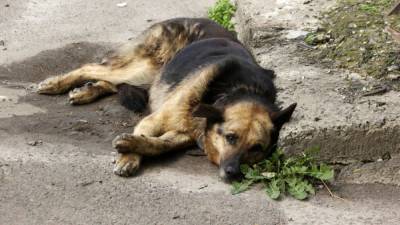 В Польше экс-сенатора будут судить за издевательство над собакой