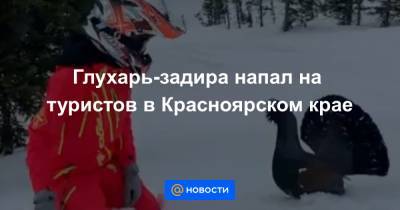Глухарь-задира напал на туристов в Красноярском крае