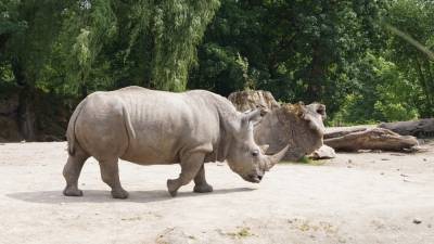 Намибийцы поставили носорогов под угрозу исчезновения из-за пандемии COVID-19