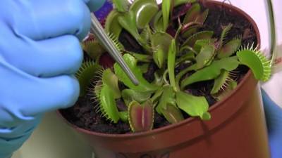 Зарубежные ученые объяснили, как растениям удается перенести засуху