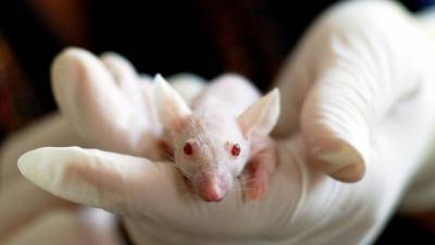 Американские нейрофизиологи объяснили причину возникновения слуховых галлюцинаций у мышей
