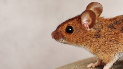 Подавление слуховых галлюцинаций у мышей поможет в лечении психоза
