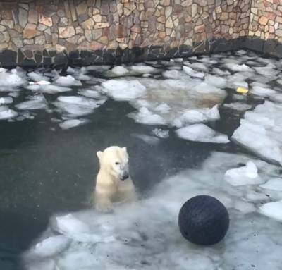 «Весной — разламывать льдины!»: медведица развлекается в вольере Ленинградского зоопарка