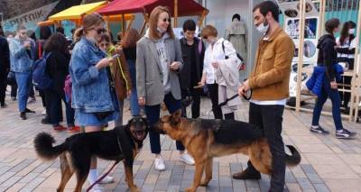 В Тбилиси дарили собак: как в Грузии отметили День защиты бродячих животных - видео