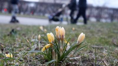 Настоящая весна наступит в Москве в следующие выходные