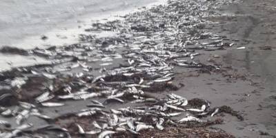 В России на Сахалине тонны сельди усыпали морской берег - экологи говорят, что это из-за нереста - видео - ТЕЛЕГРАФ