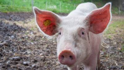 Второй в 2021 году очаг африканской чумы свиней зарегистрировали в Коми