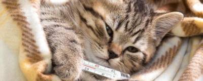 Канадские ученые научились определять степень болевых ощущений у кошек