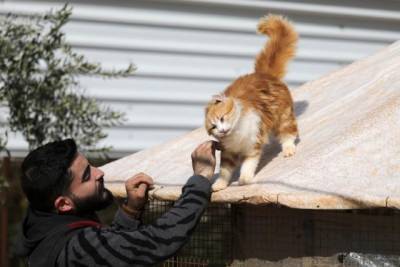 Сирийский приют для животных дал дом более 1000 кошкам, пострадавшим от войны (ФОТО)