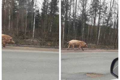 Псковичка встретила свинью на трассе у поста ГАИ
