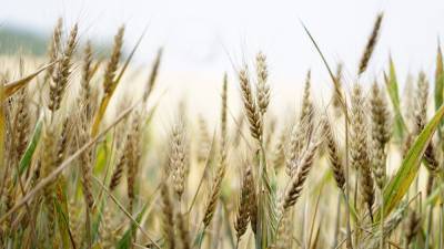 Эксперты рассказали о рисках для сельского хозяйства из-за изменения климата