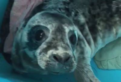 Появились подробности о состоянии детеныша тюленя, спасенного в Усть-Луге
