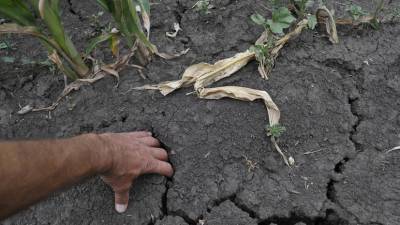 В Гидрометцентре назвали регионы, которым грозит летняя засуха
