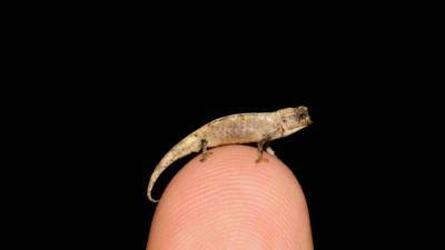 Самая маленькая рептилия в мире