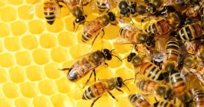 На Балканах пчел научили обнаруживать мины, которые до сих пор несут угрозу для людей
