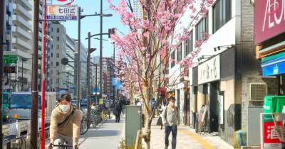 В Японии зафиксировали рекордно раннее цветение сакуры