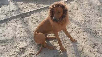 В Днепре шутник пугал местных жителей переодетой в костюм льва собакой на 1 апреля