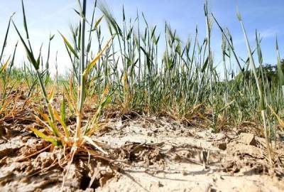 В Гидрометцентре назвали российские регионы, которым грозит летняя засуха