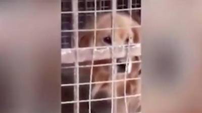 Зоопарк в Китае выдавал собаку за льва