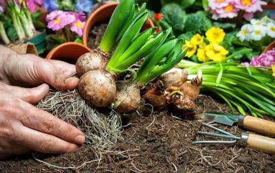5 способов оживить луковицы цветов после зимы при неправильном хранении