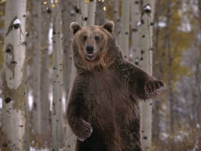 В Башкирии медведи начали выходить из спячки
