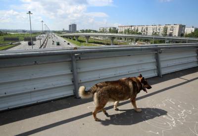 Два государственных приюта для бездомных животных создадут в Петербурге