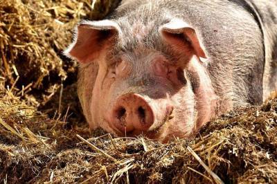 В Хабаровский край снова пришла африканская чума свиней