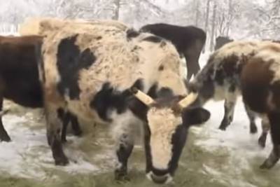 Новосибирские генетики открыли впервые ген морозоустойчивости у якутских коров