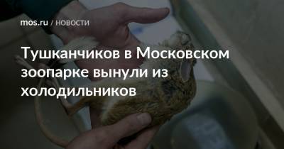 Тушканчиков в Московском зоопарке вынули из холодильников