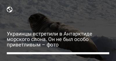 Украинцы встретили в Антарктиде морского слона. Он не был особо приветливым – фото