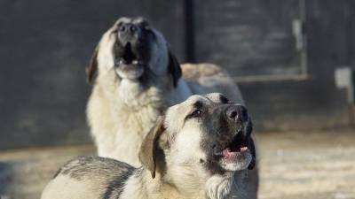 Собаки растерзали труп пенсионерки в Бурятии