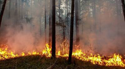 На Дальнем Востоке горят леса на площади более 500 га